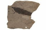 Fossil Leaf (Metasequoia sp) - McAbee, BC #237709-1